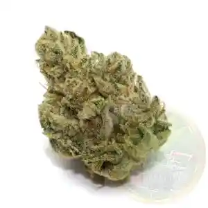 สายพันธุ์ Ghost OG