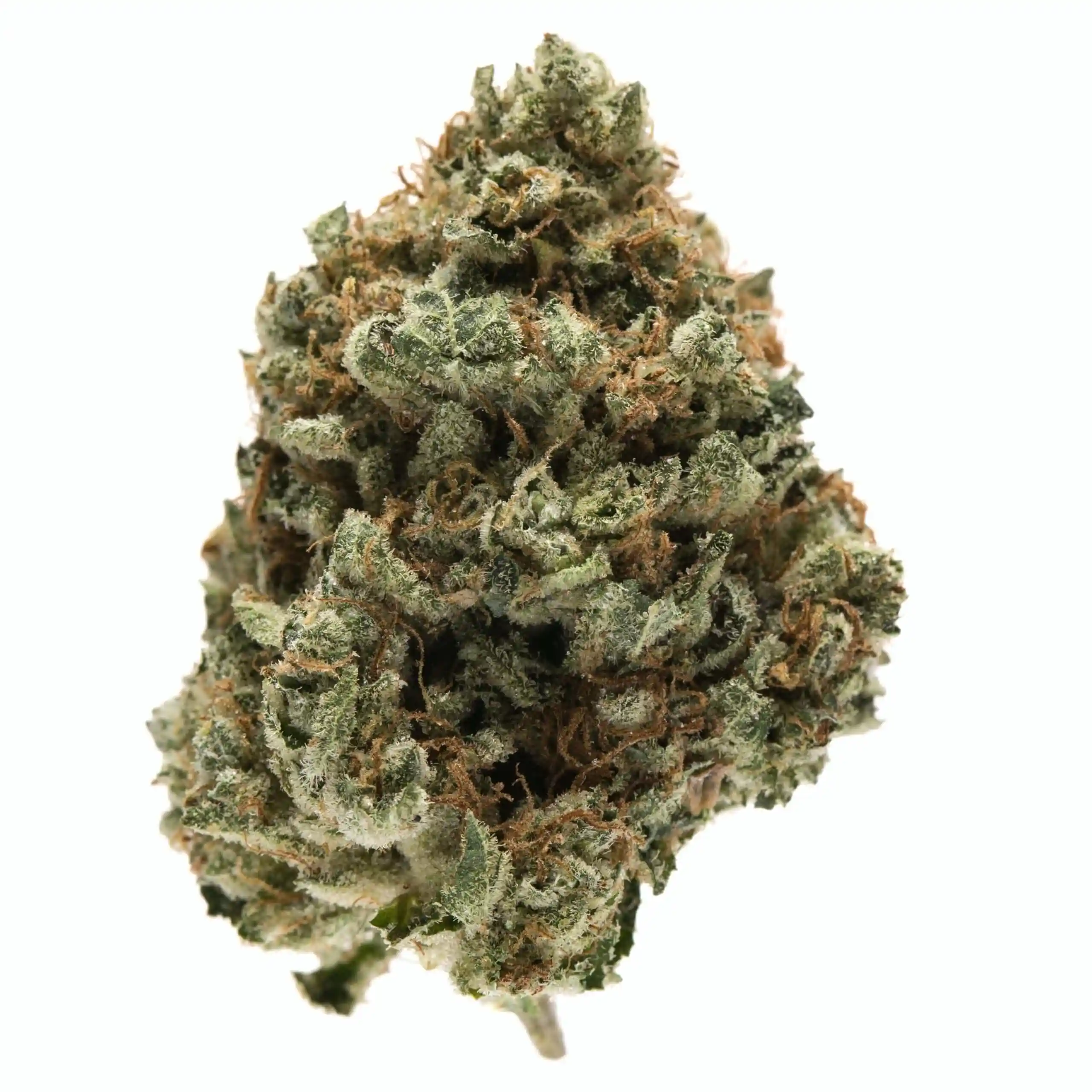 สายพันธุ์ Bruce Banner